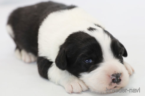 成約済の神奈川県のボーダーコリー-359951の7枚目